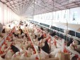 广西地方财政补贴性肉鸡养殖保险