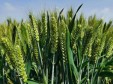 河南省中央财政补贴性小麦制种种植保险