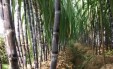 广西中央财政补贴性糖料蔗种植收入保险